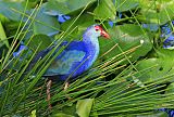 Gray-headed Swamphen